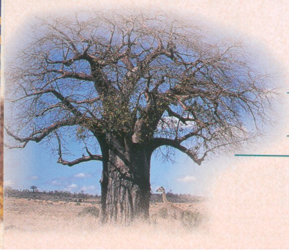 baobab tree