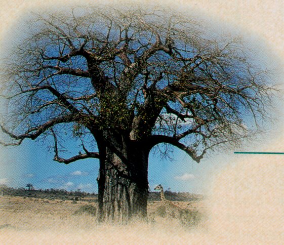 baobab tree