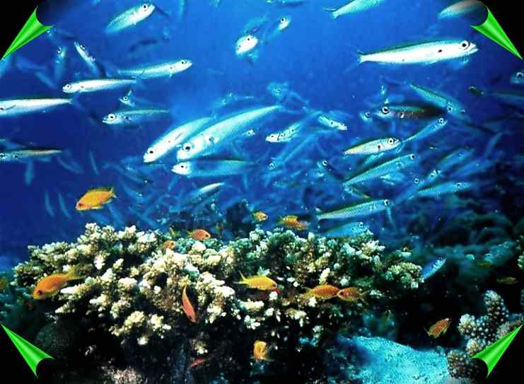 deep sea marine life in pemba ocean