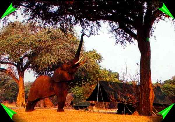 elephant eating