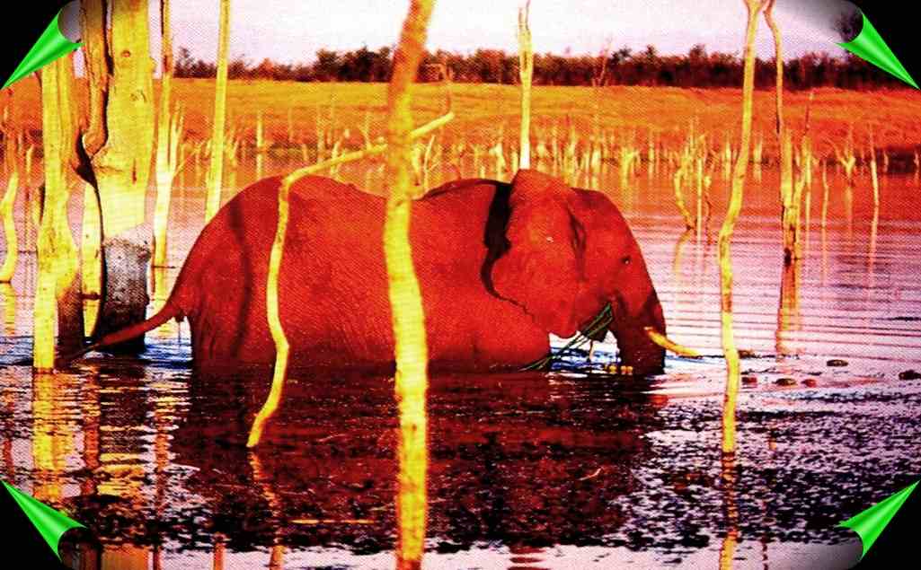 elephant in the pond of water