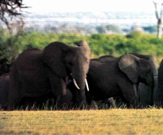 elephants strolling