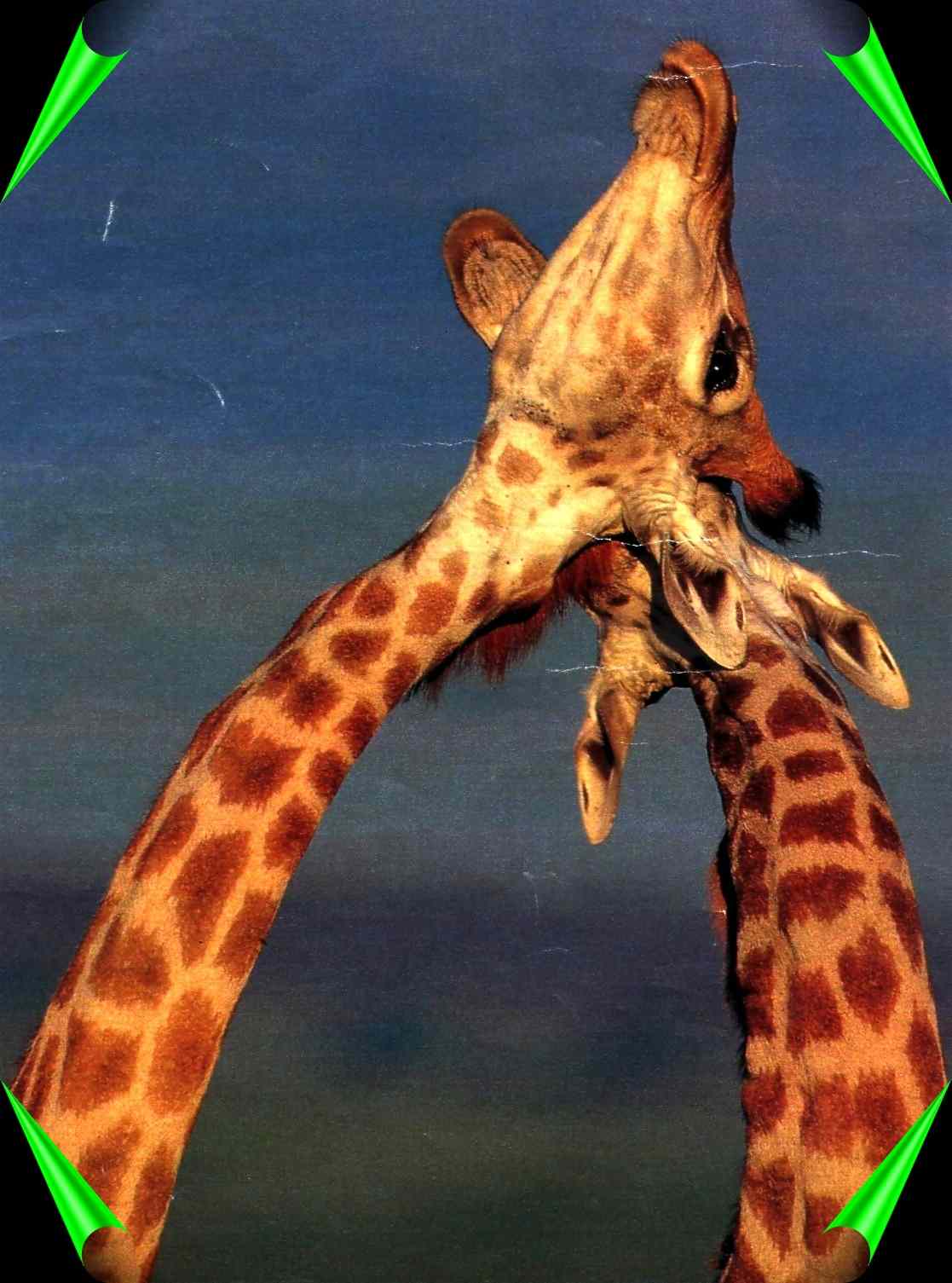 giraffes playing arond the bush