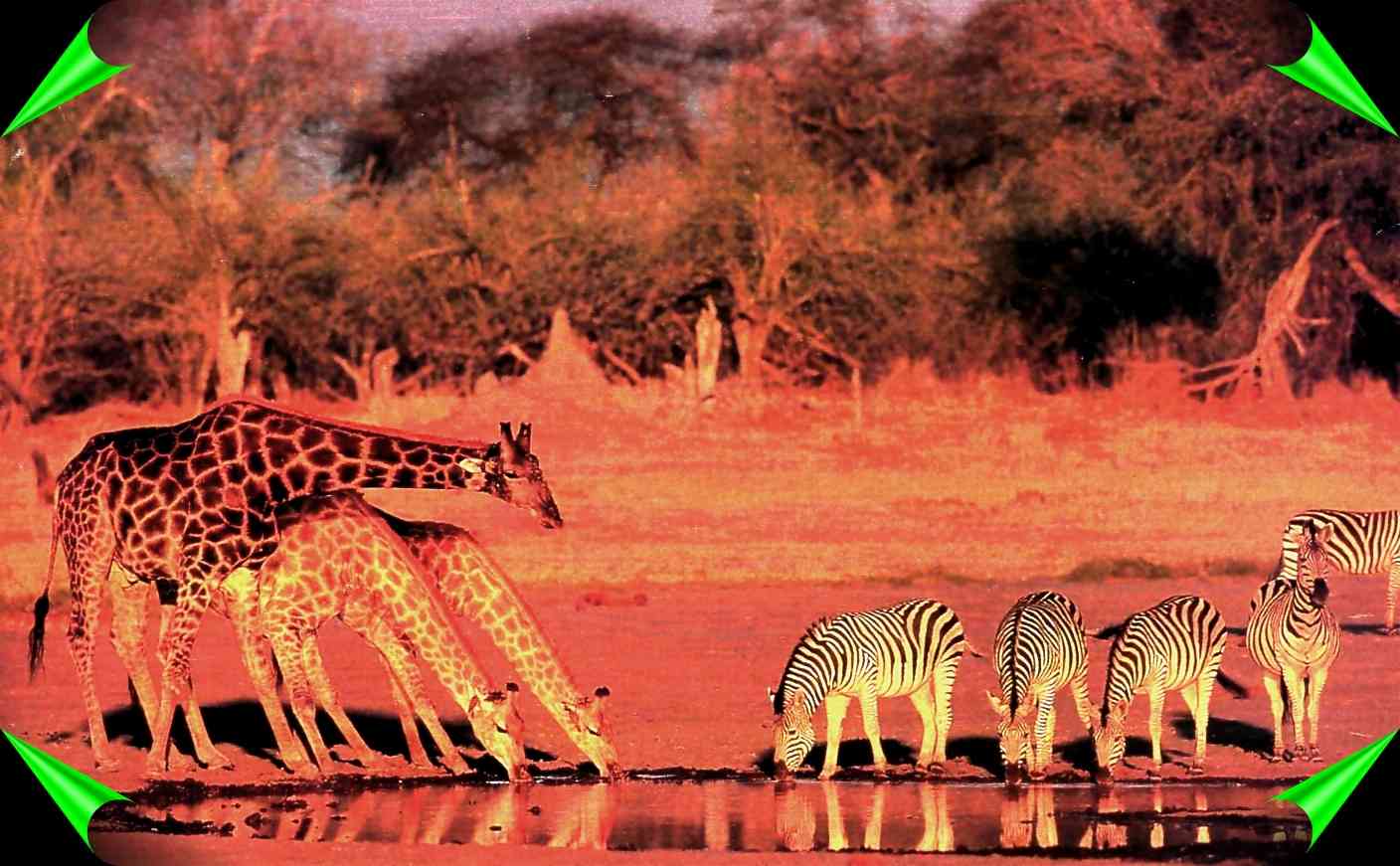 Giraffes and Zebras sipping water