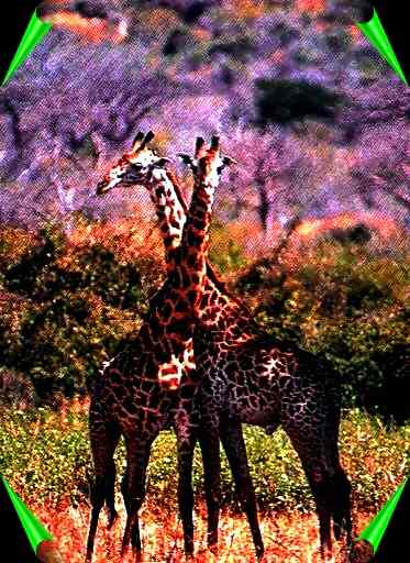 Giraffes