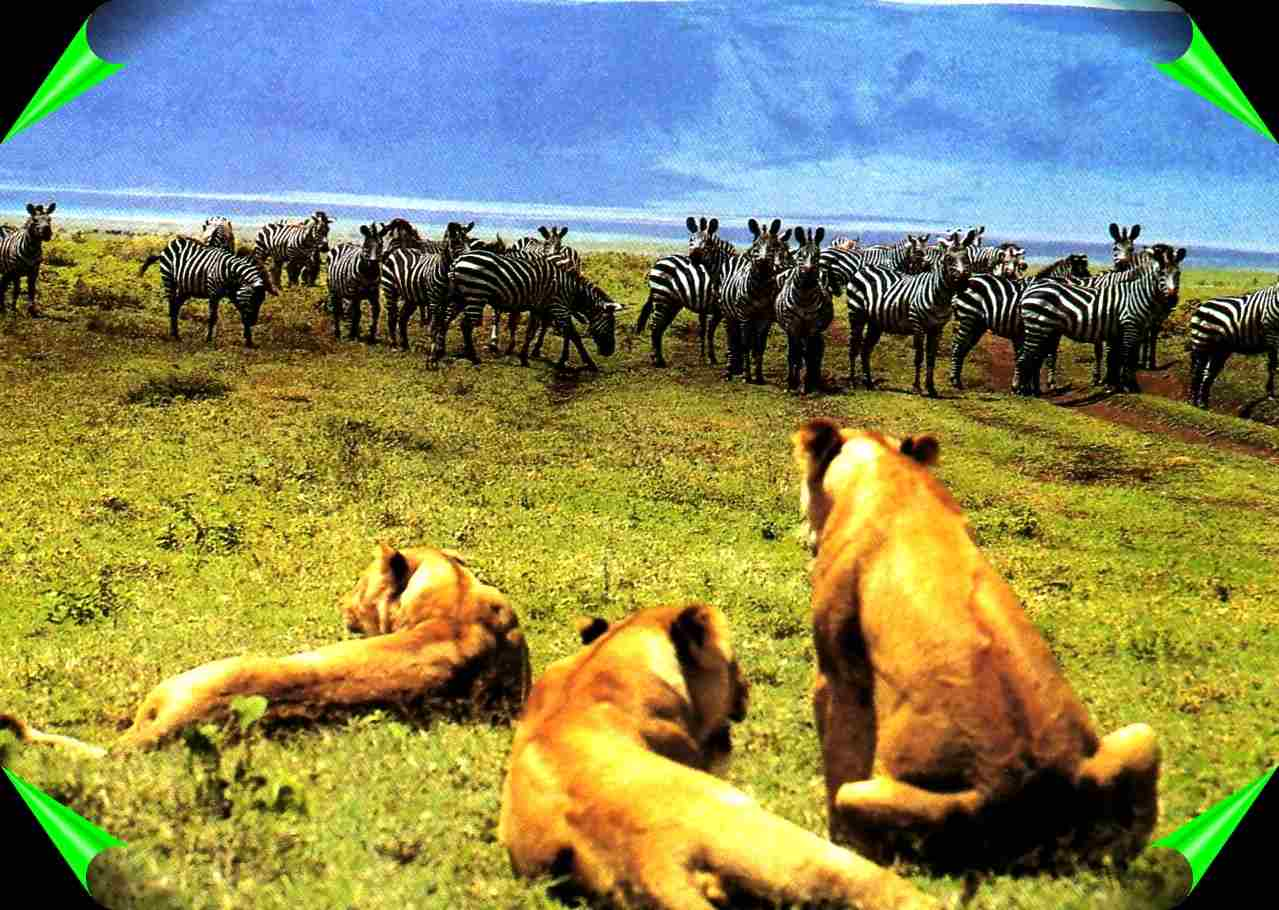 lions and Zebras at the relaxing mood