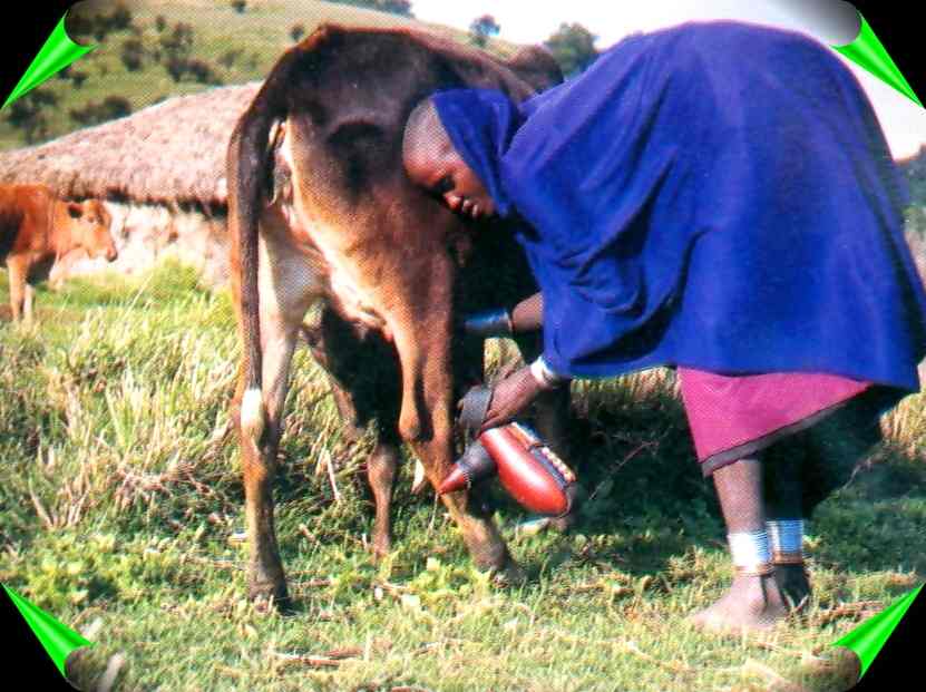 maasai lady milking cow