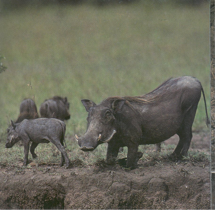 warthog