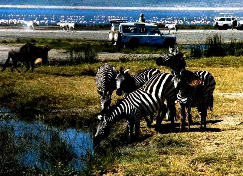 zebras